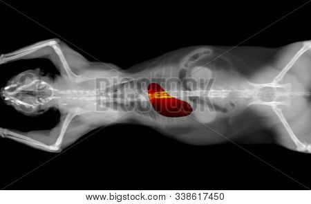 Black And White Ct Scan Of A Cat Pet On A Black Background. Oncology Veterinary Diagnostic X-ray Tes