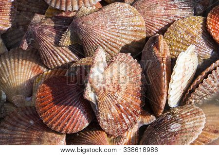 Lots Of Scallop Sea Shells Piled Together Background