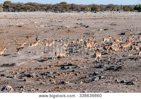 A Group Of Impalas -aepyceros Melampus- Running Nervously Around A Waterhole In Etosha National Park
