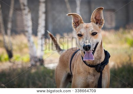 Small cream dog of indeterminate breed in harness