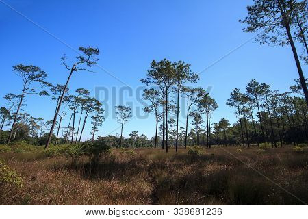 Khasiya Pine View From Below With Clear Blue Sky. It Is A Large Perennial Straight Stem.