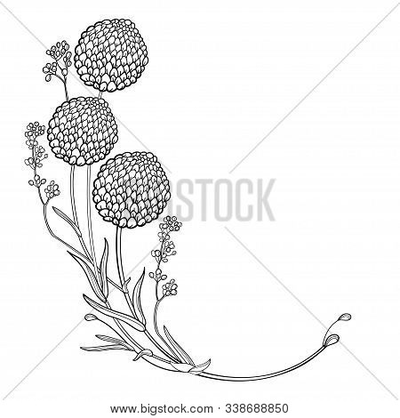 Vector Corner Bouquet With Outline Ball Of Craspedia Or Billy Buttons Dried Flower In Black Isolated
