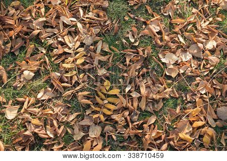 Dry Fallen Leaves Of Rowan On Green Grass From Above