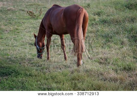 A Horse In A Paddock Pasture, Portrait Of A Horse