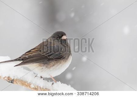 Dark-eyed Junco Male, Junco Hyemalis, A Cute Dark Gray And White Bird, Perched On A Twig During Snow
