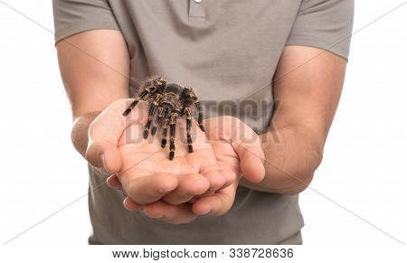 Man Holding Striped Knee Tarantula On White Background, Closeup