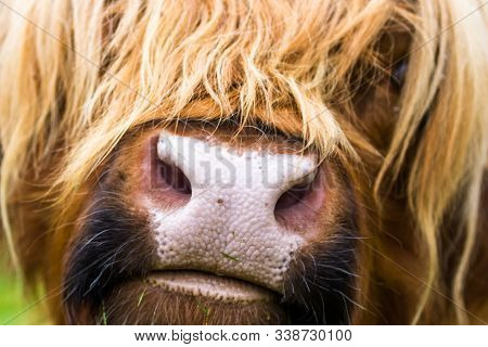 Highland Cattle In Scotland