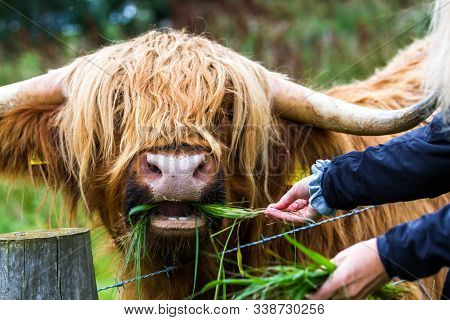 Highland Cattle In Scotland