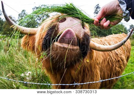 Highland Cattle In Scotland