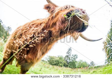 Highland Cattle In Scotland