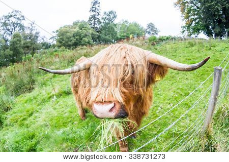 Highland Cattle In Scotland