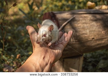 A White Rat Crawls On A Log. The Rodent Is Looking For Food. The Rat Is White.