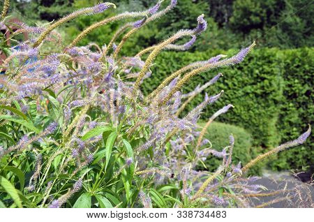 The Blue Flower Of The Garden Plant Veronicastrum Virginicum Rosea, Native To Canada And The Usa.