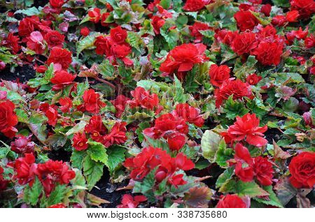 Begonia Flowers. Cover Photo Of Begonias. Flower Background Texture. Red Begonia.