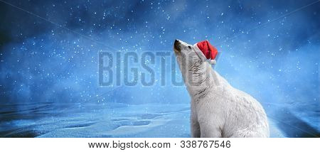 Polar Bear Wearing Christmas Hat, Snowflakes And Sky. Winter Landscape With 