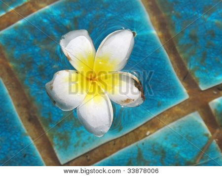 Plumeria virág-medencében