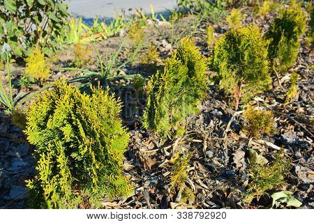 Beautiful And Bright Thuja Orientalis, Aurea Nana Seedlings With Yellow Leaves On The Ground Lit By 