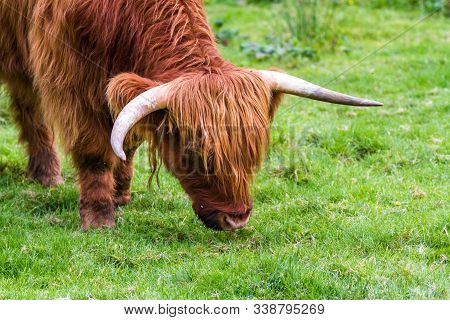 Highland Bull In Scotland