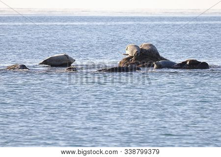 Seals (spotted Seal, Largha Seal, Phoca Largha) Laying On The Rock In  Sea Water In Sunny Day On Oce