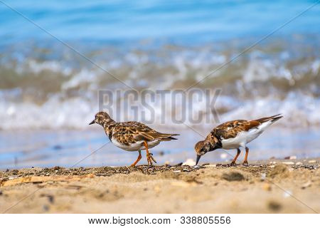 A Pair Of Ruddy Turnstone Birds (arenaria Interpres) Foraging By The Ocean/ Sea Shore Coast. They Ar