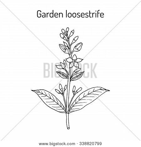 Yellow Or Garden Loosestrife Lysimachia Vulgaris , Medicinal Plant. Hand Drawn Botanical Vector Illu