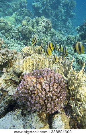 Colorful Coral Reef At The Bottom Of Tropical Sea, Shoal Of Schooling Bannerfish (heniochus Diphreut
