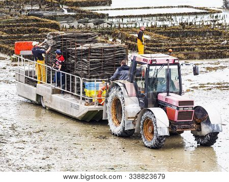 Cancale, France - September Circa, 2018. Local Oyster Seafood Farmers Workers Harvests With Tractor 