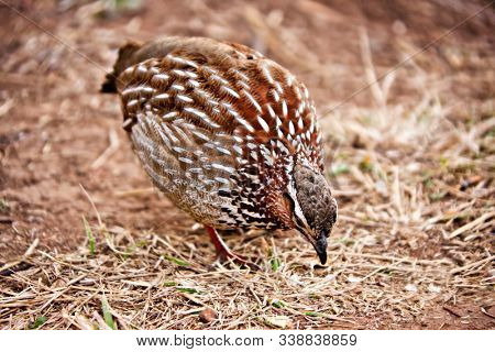 a sand sandgrouse bird in the field looking for food