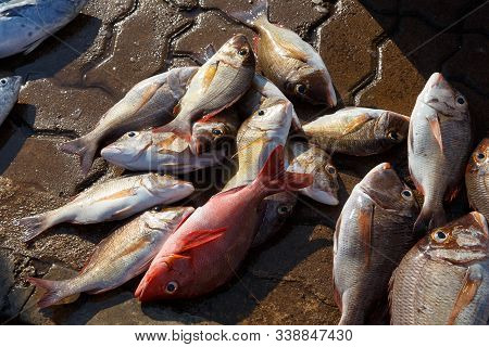 Multiples Of Fish At Streetside Markets In Galle, Sri Lanka 2019