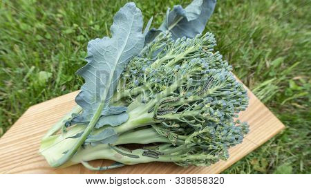 Cabbage Butterfly Caterpillars Eat Head Of Broccoli Cabbage. Cabbage Pests Infect Vegetables. Bad In