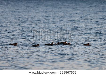 Flock Of Harlequin Ducks (histrionicus Histrionicus) Swimming In Icy Cold Sea Water In Sunset Light.