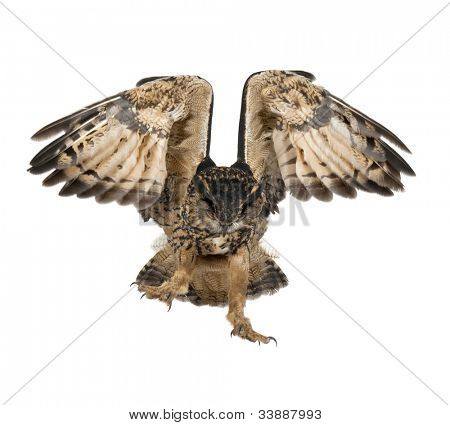Eurasian Bufo-real, Bubo bubo, 15 anos de idade, voando contra o fundo branco