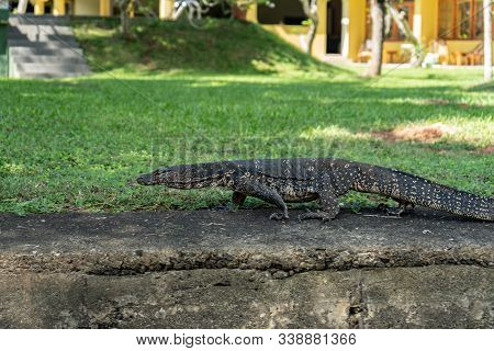 Big Lizard Walks In The Garden In Summer.