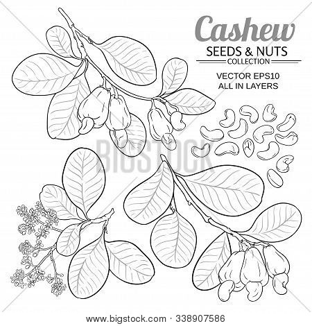 Cashew Branches Vector Set On White Background