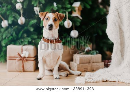 Image Of Pedigree Dog Sits On Floor Near Decorated Firtree And Christmas Presents, Has Festive Mood,