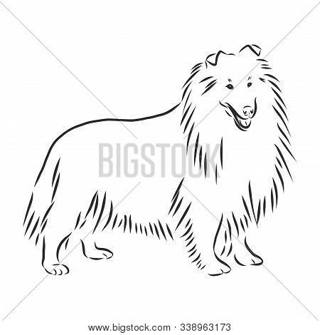 Decorative Portrait Of Standing In Profile Sheltie Shetland Sheepdog, Vector Isolated Illustration I