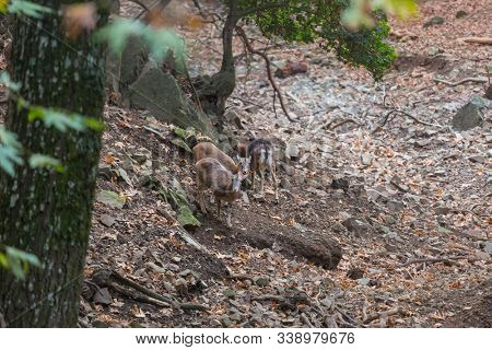 Wild moufflon in Cyprus forest
