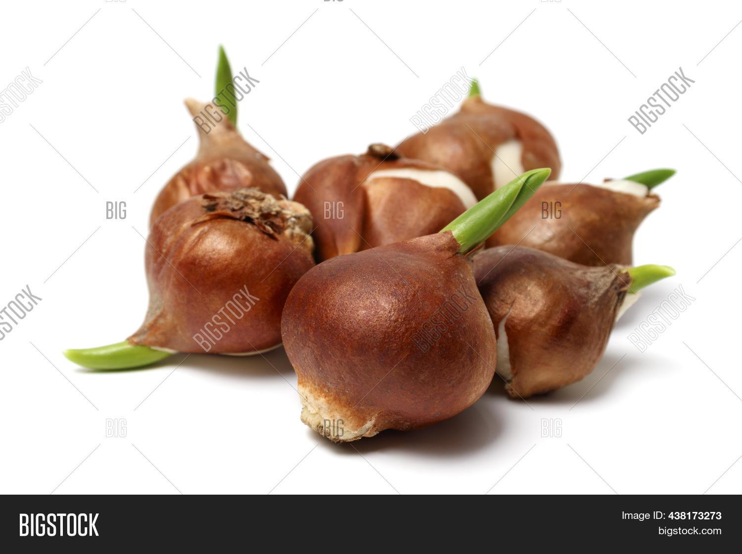 Bulbs Sprouted Tulip Image & Photo (Free Trial) Bigstock