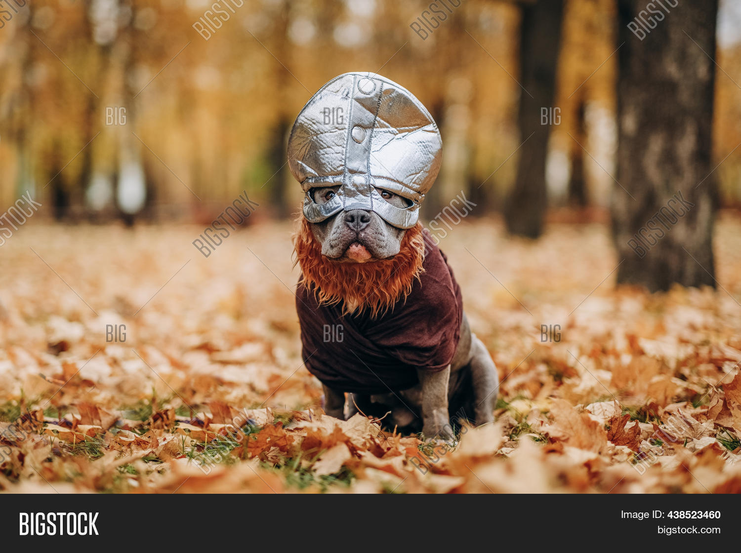 Dog Viking Costume. Image & Photo (Free Trial) Bigstock
