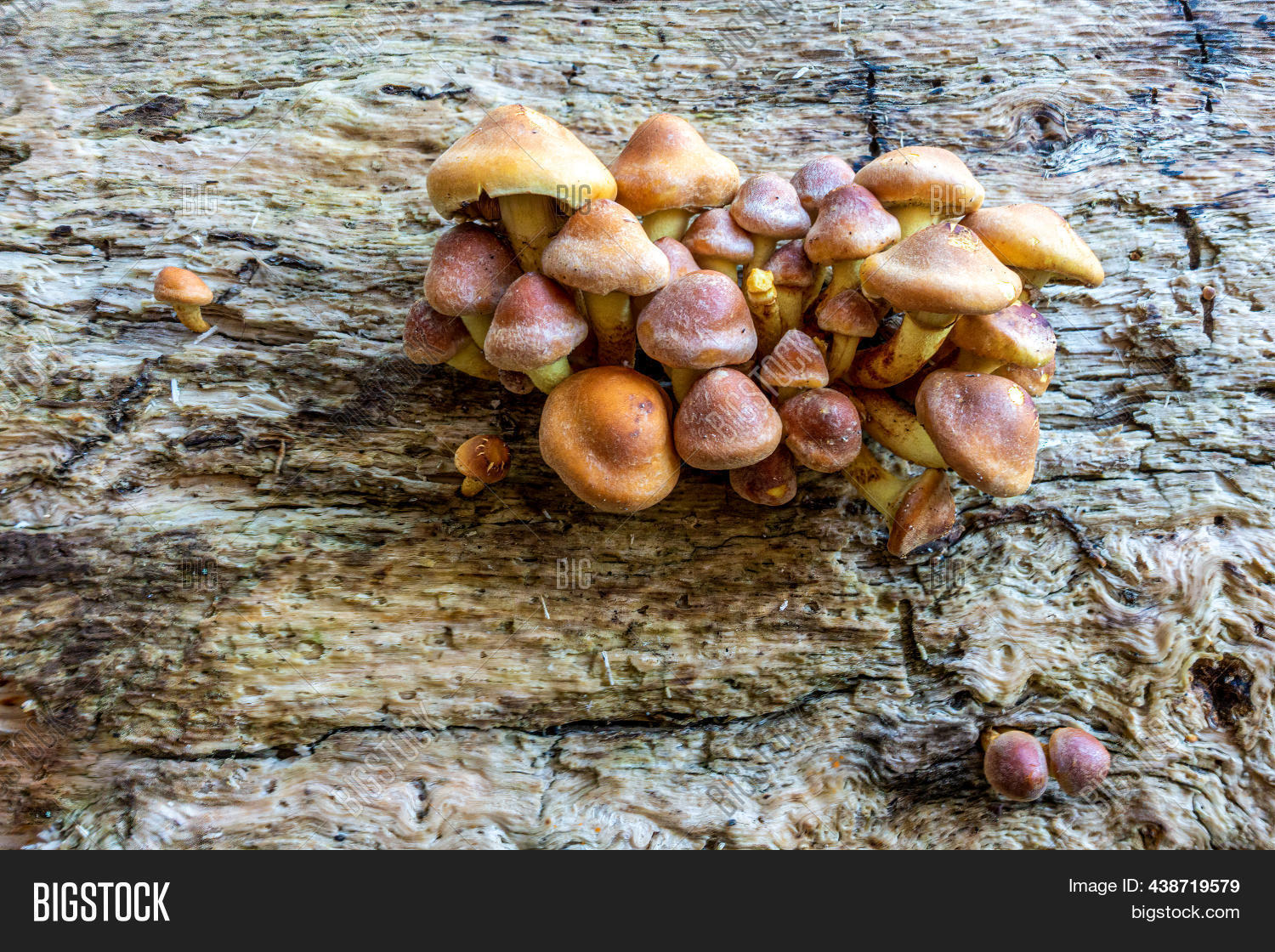 Toadstools Growing Out Image & Photo (Free Trial) | Bigstock