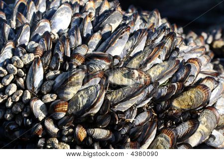 Калифорния мидии (mytilus Californianus) на прилива