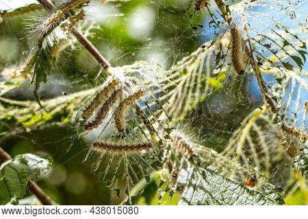 Caterpillars Made Cocoons On Tree. Caterpillars Ate All Leaves In Tree And Twined Branches Of Web In