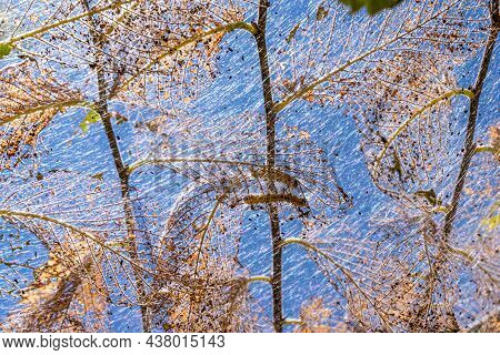 Caterpillars Made Cocoons On Tree. Caterpillars Ate All Leaves In Tree And Twined Branches Of Web In