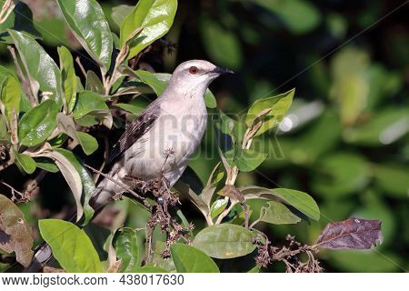 Tropical Mockingbird (mimus Gilvus) Perched In The Middle Of The Foliage. Salvador Bahia Brazil