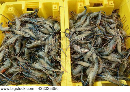 Fresh Shrimps On Akko Market. Akko(acre), Israel.