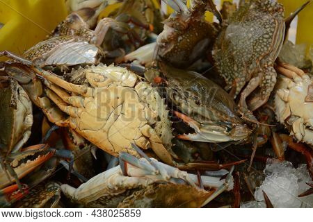 Blue Crabs Stored In A Live Box For Selling.  Akko Market. Akko(acre), Israel.