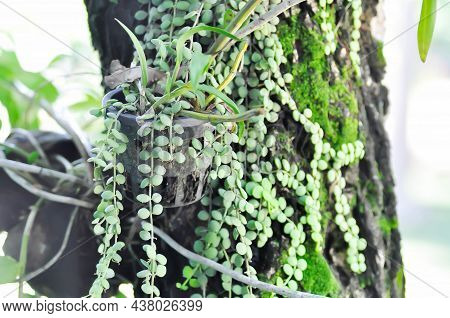 Dischidia Nummularia Variegata, Dischidia Nummularia Variegatege Plant
