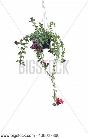 Red Flower Of Lipstick Vine Or Aeschynanthus Radicans Jack Hanging In Black Plastic Pot Isolated On 