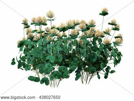 3D Rendering Clover Plants On White