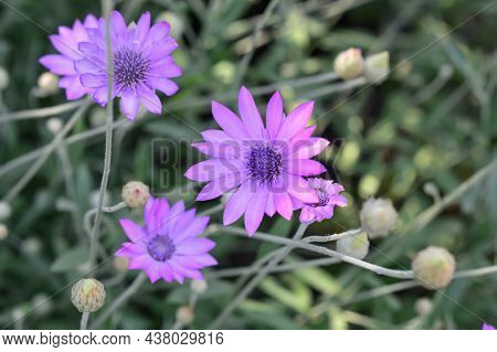 Purple Flower Of Annual Everlasting Or Immortelle, Xeranthemum Annuum, Macro, Selective Focus.